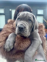 Mixed Breed dogs - Advert 4