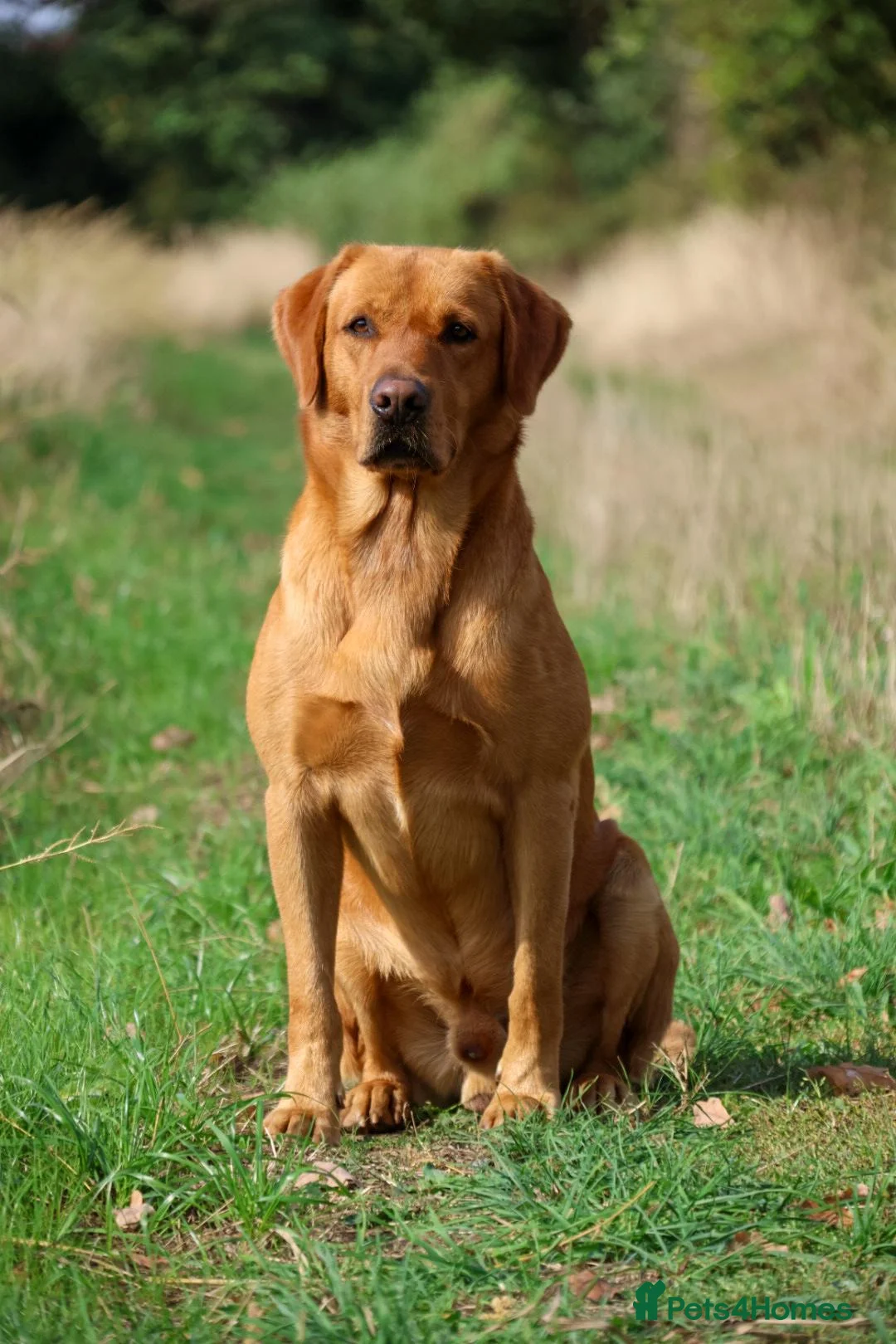 Labrador Retriever dogs for stud: PROVEN KC Fox Red Health Tested Labrador Stud Dog - Advert 2