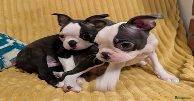 Boston Terrier dogs - Advert 5