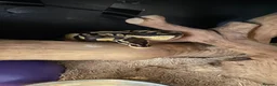 Python Snake reptiles for sale: 0.1 Royal Python and 1.0 Royal Python & vivariums  in Colchester - Advert 3