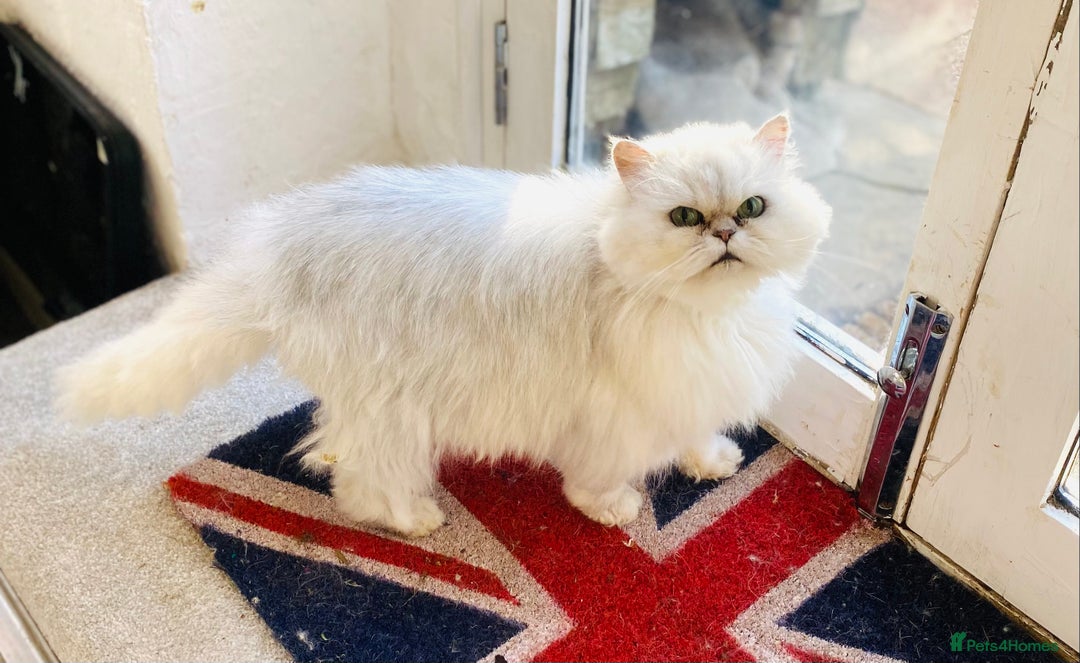 Persian cats for sale: Persian Chinchilla female - Image 4