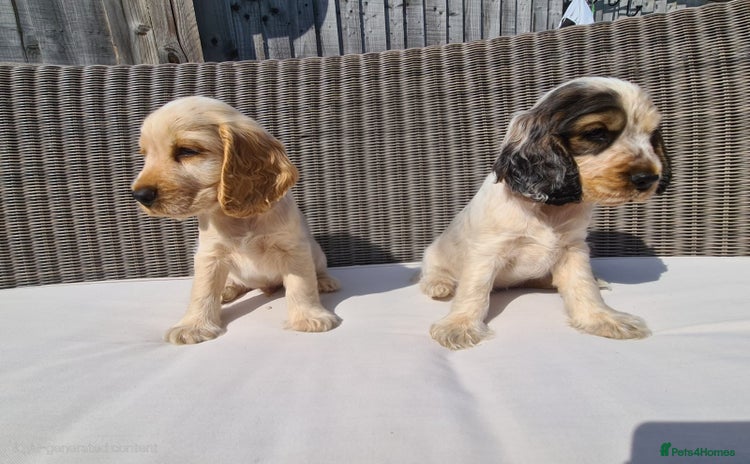 Cocker Spaniel dogs - Advert 7