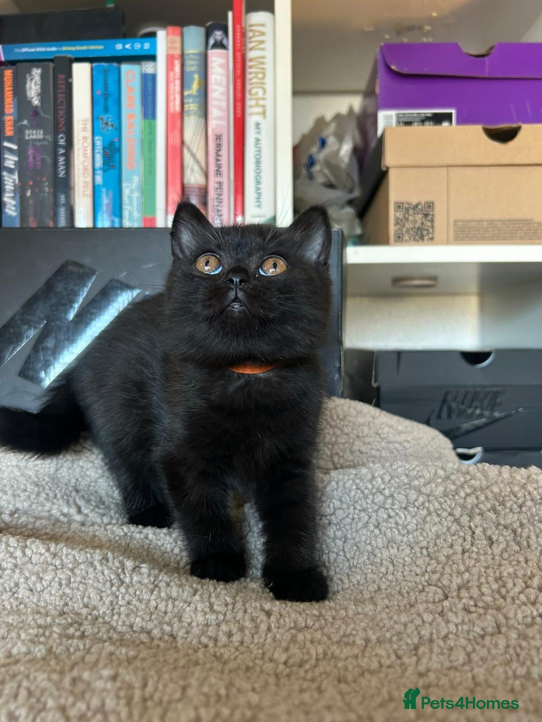 British Shorthair cats for sale: Champion GCCF Black British Shorthair Kittens - Image 22