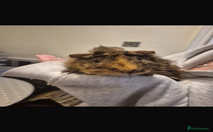 Guinea Pig rodents - Advert 6