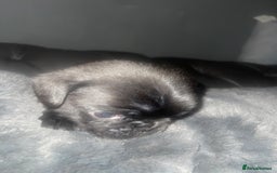 Frug dogs for sale: 5 pug puppies  - Advert 8