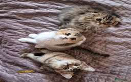Scottish Fold cats for sale: 2 boys left! TICA registered Scottish Fold - Image 26