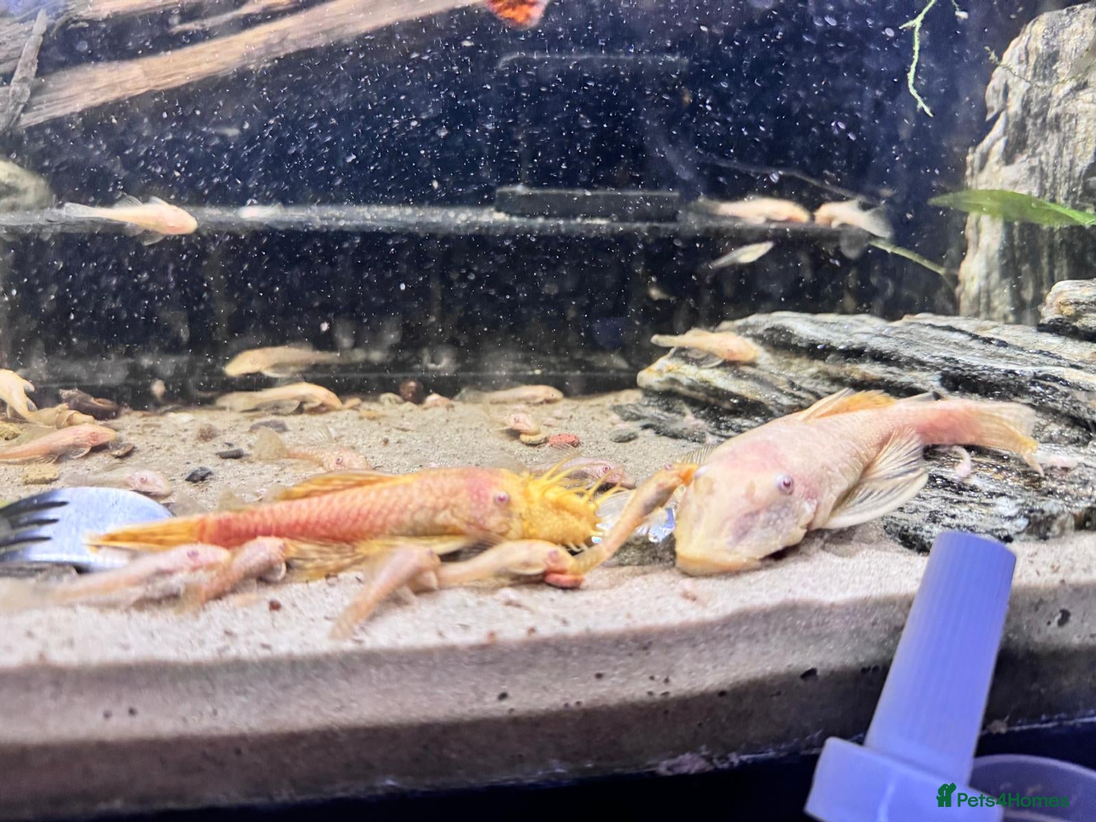 Cichlids fish Community fish  - Advert 6