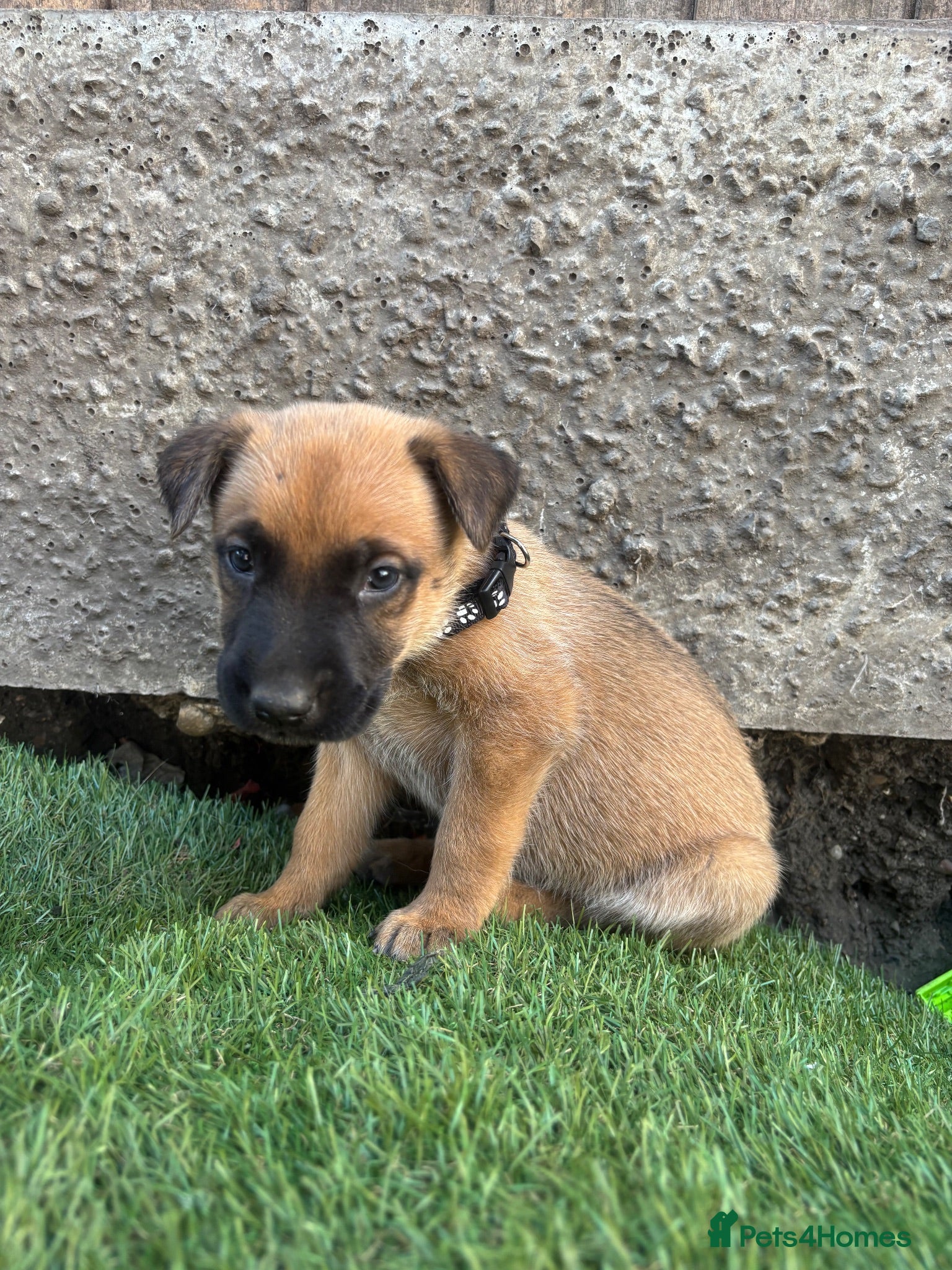 German Shepherd dogs Dutch X German Shepherd pups - Advert 16