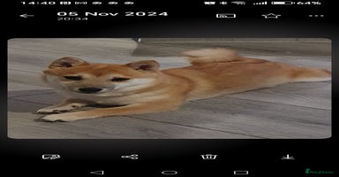 Mixed Breed dogs - Advert 16