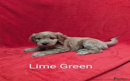 Sproodle dogs for sale: Beautiful F1b Sproodle Pups, 4 Boys & 4 Girls - Image 14