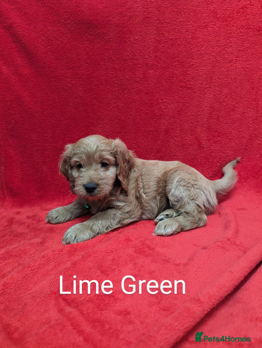 Sproodle dogs for sale: Beautiful F1b Sproodle Pups, 4 Boys & 4 Girls - Image 14