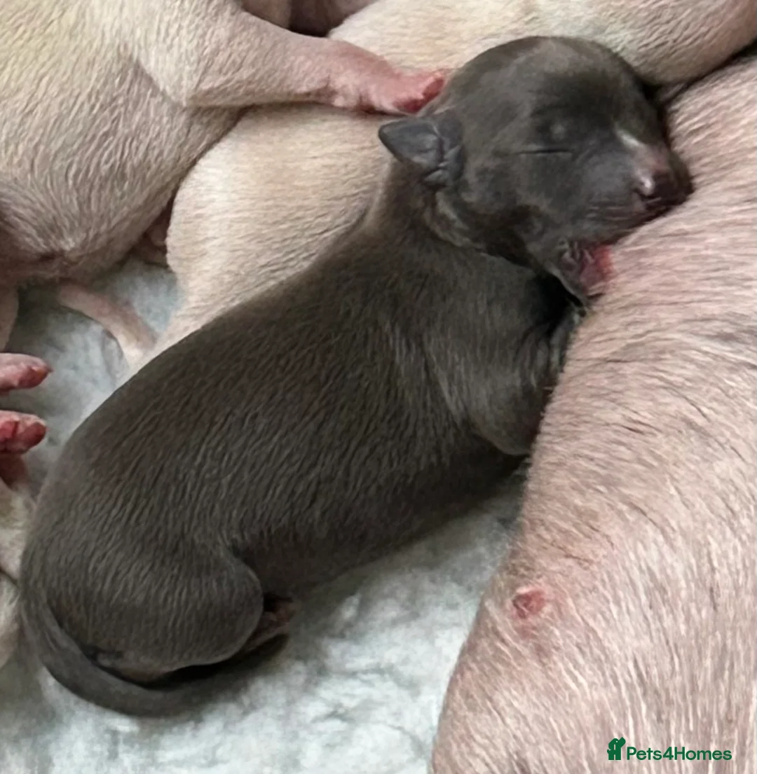 Whippet dogs for sale: Whippet lurcher pups - Advert 21