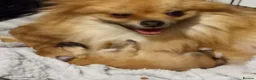Pomeranian dogs for sale: Pomeranian puppys in Skegness - Advert 7