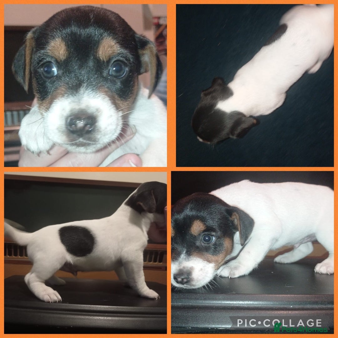 Jack Russell dogs for sale: Stunning jack russell puppies - Advert 5