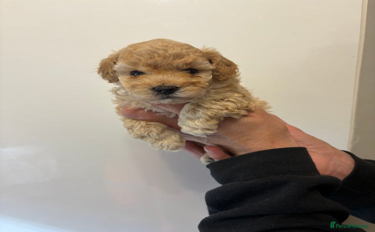 Toy Poodle dogs - Advert 1