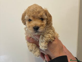 Toy Poodle dogs - Advert 24
