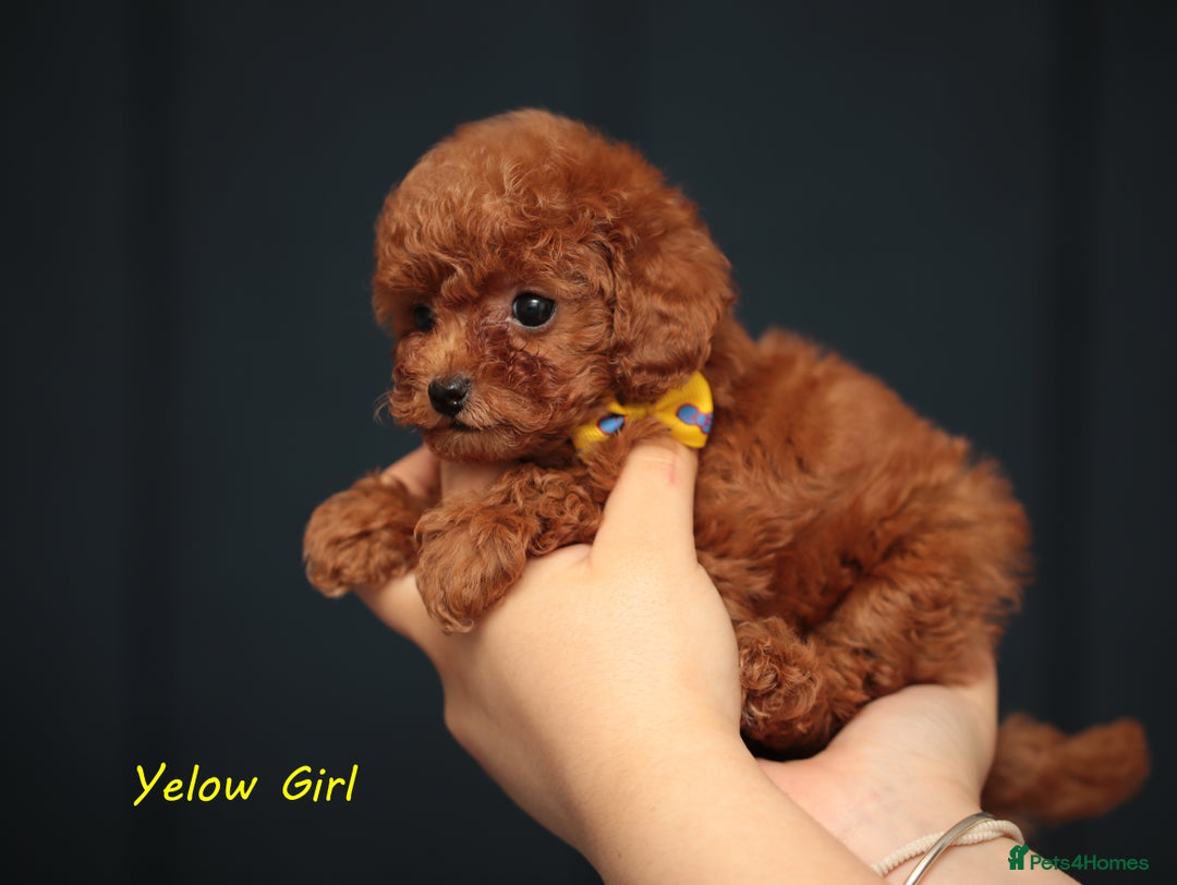 Toy Poodle dogs for sale: READY TO GO ASIAN DARK RED TOY POODLE PUPPIES - Image 6