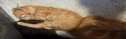Mixed Breed cats for sale: Fluffy Kittens Ready for Loving Homes  - Advert 7