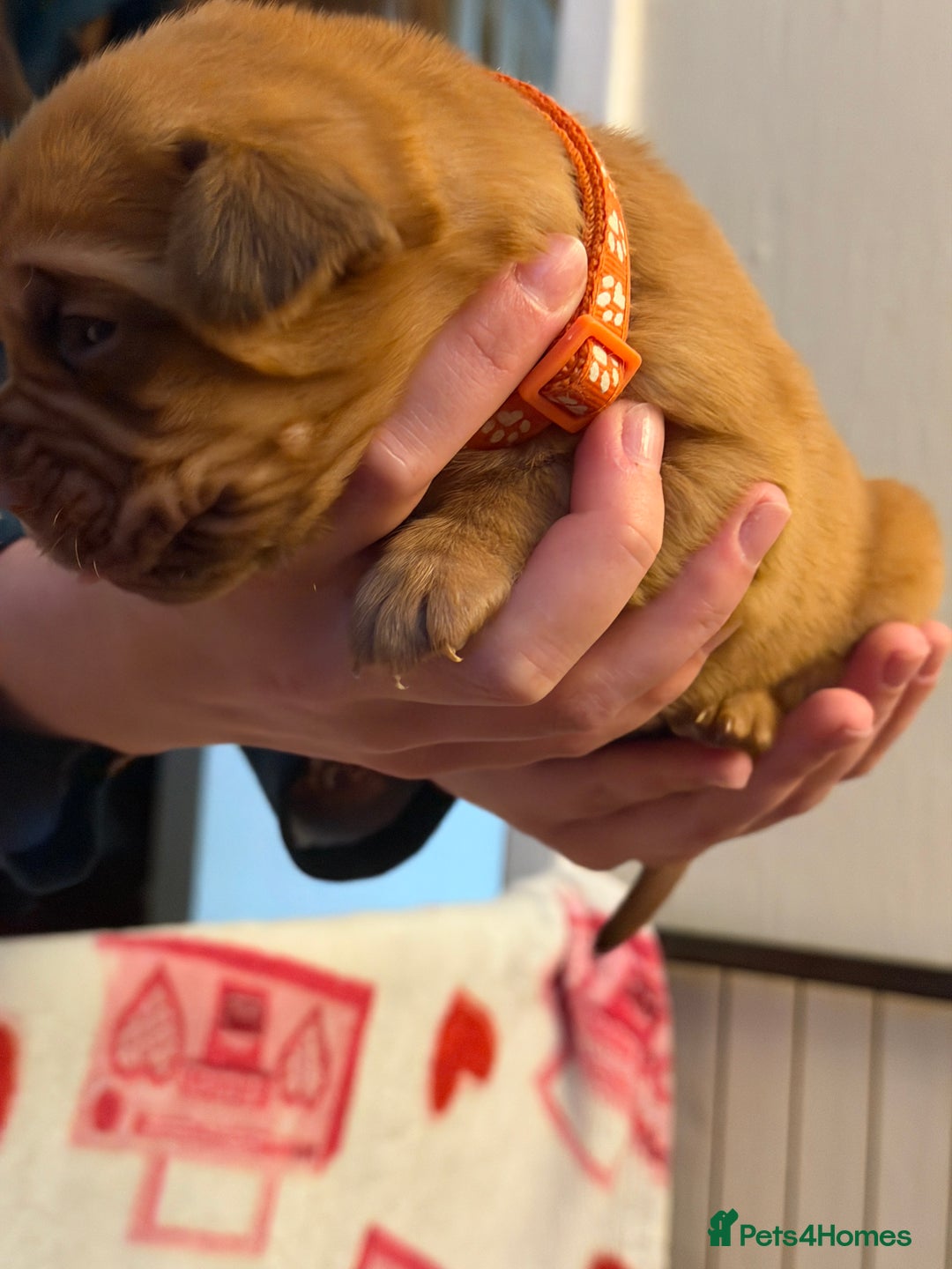 Dogue De Bordeaux dogs for sale: Beautiful Dogue De Bordeaux Puppies - Advert 6