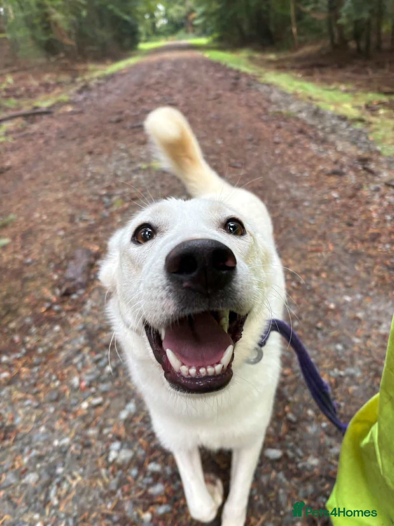 Mixed Breed dogs Lulu - Norwich Norfolk  - Advert 5