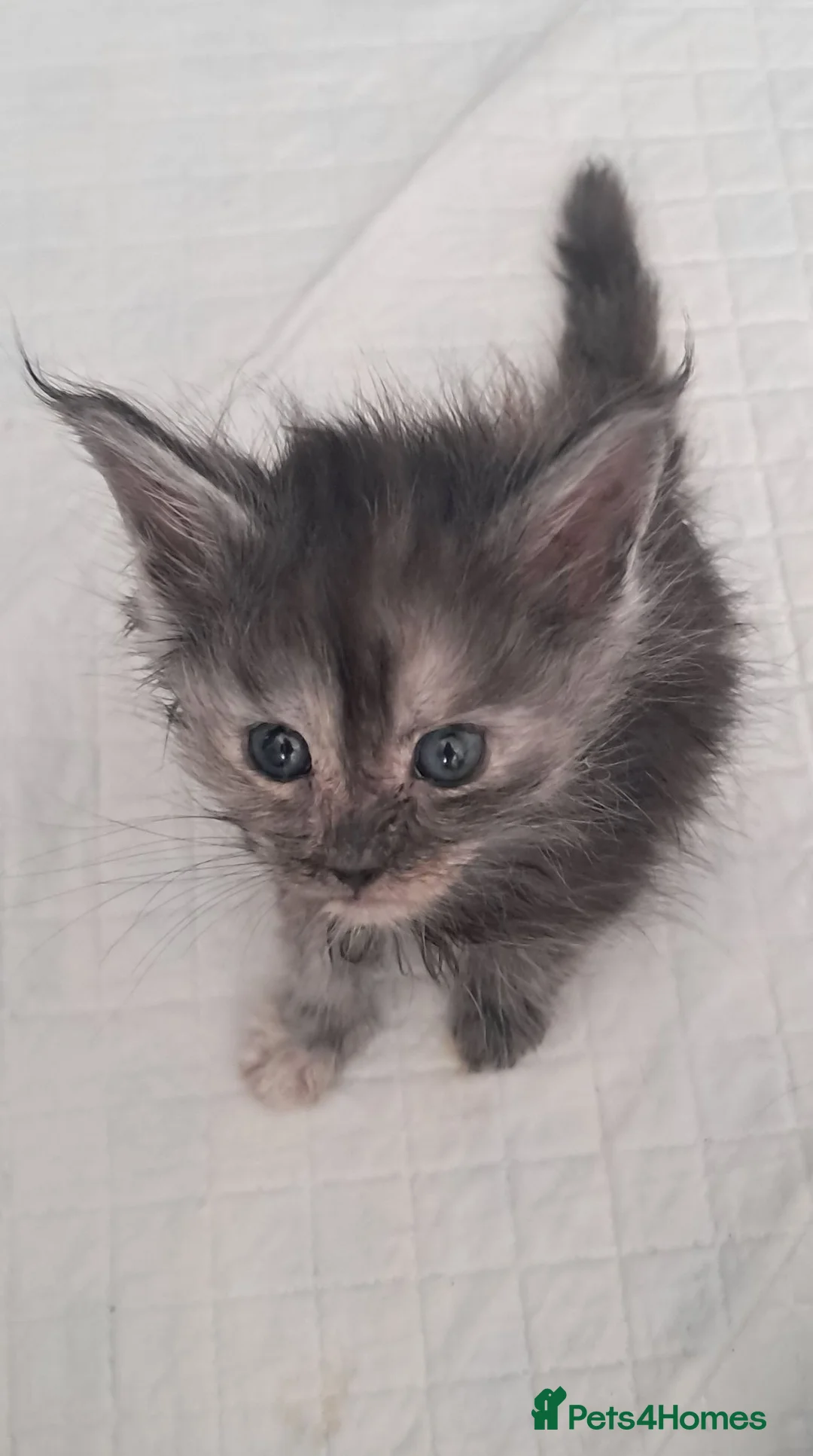 Maine Coon cats for sale: Lovely maincoons  - Advert 1