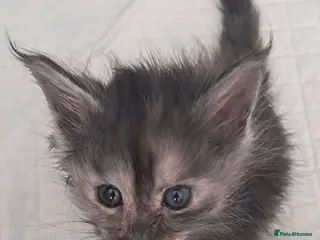 Maine Coon cats Lovely maincoons - Advert 12