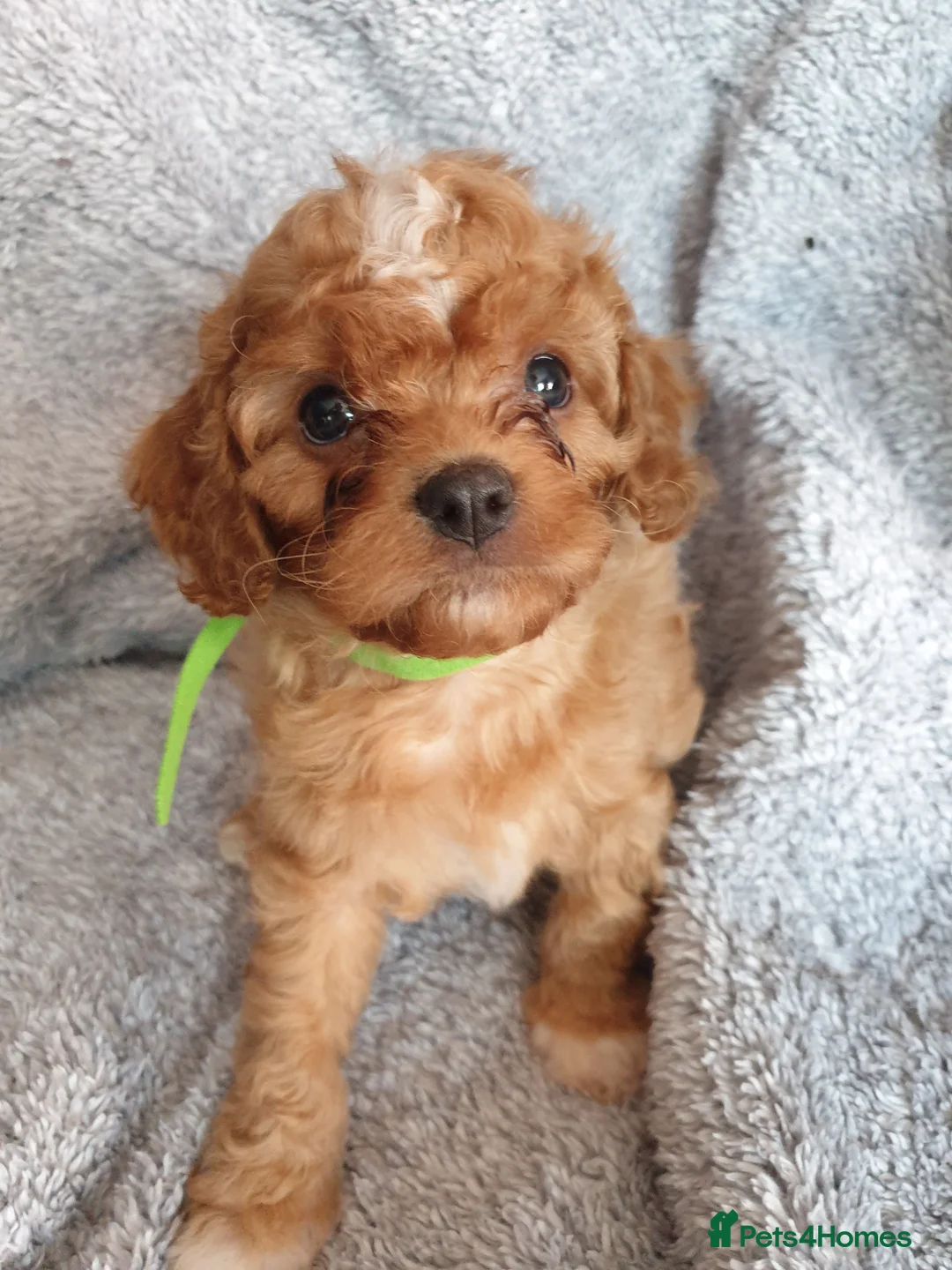 Cavapoo dogs for sale: Cavapoo pups - 1 boy (Ready To Go!) - Advert 4