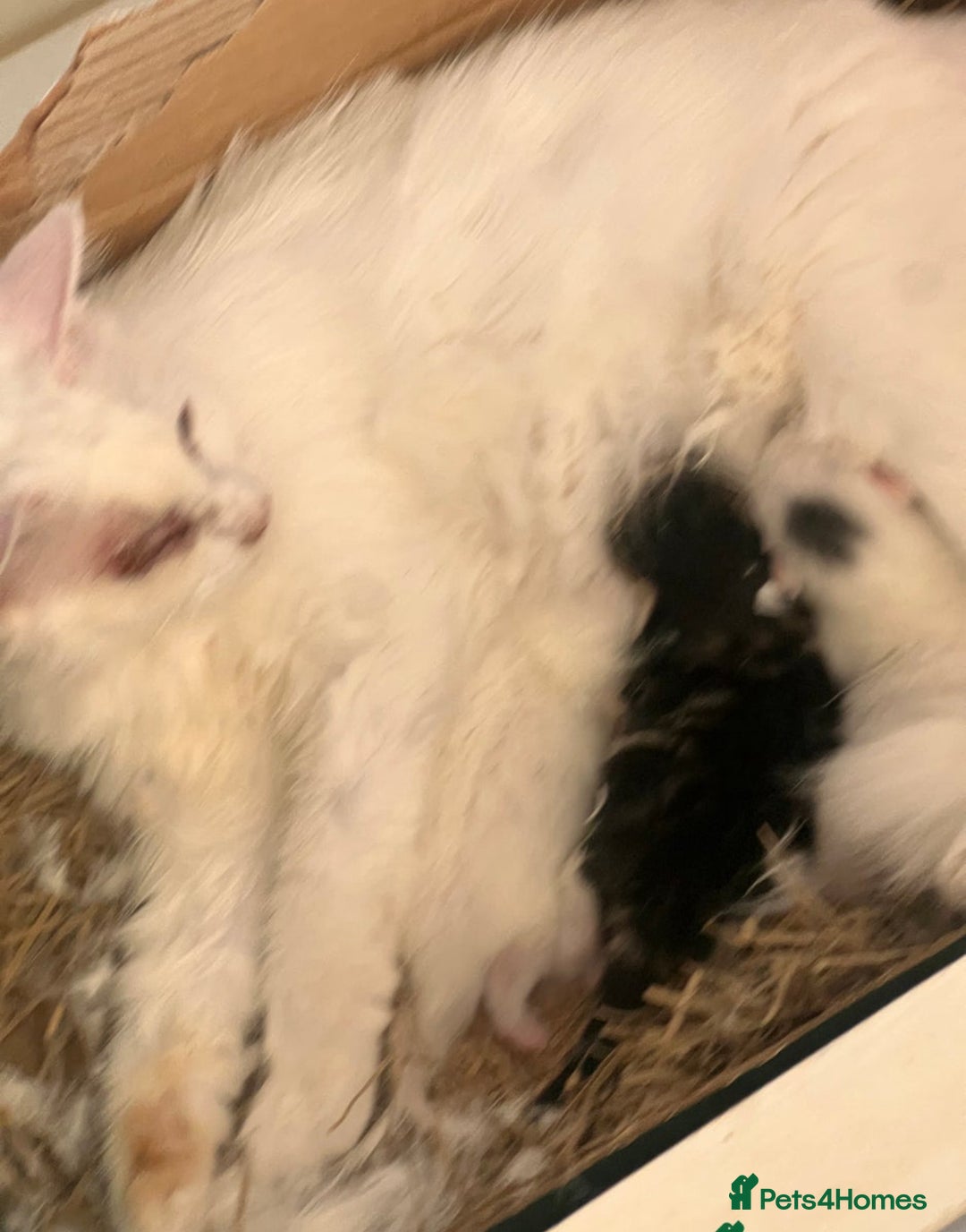 Turkish Van cats for sale: Leyla - Turkish Van Cat - Image 5