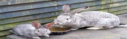 Continental Giant rabbits for sale: Continentals ready now - Advert 6