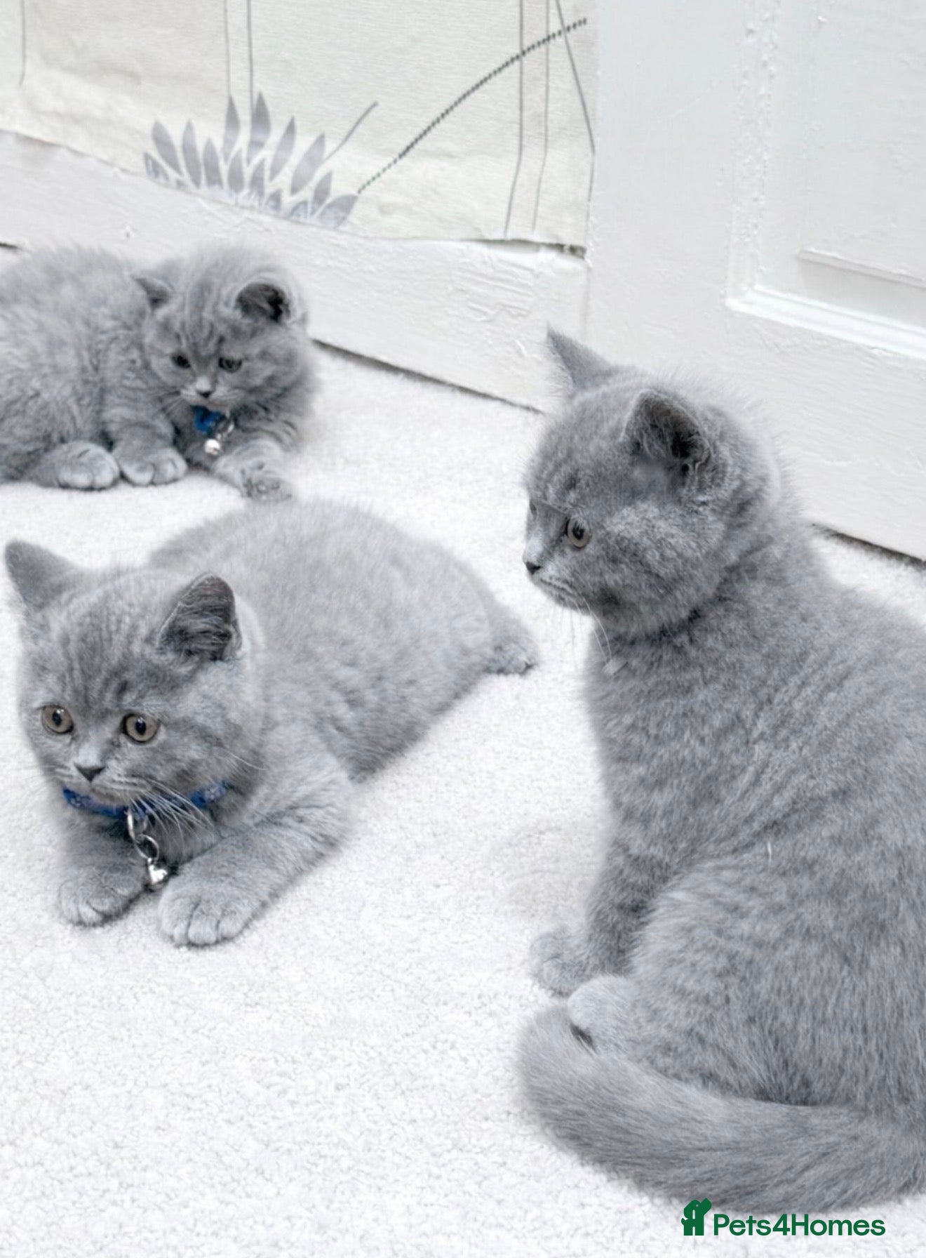 British Shorthair cats for sale: British shorthair babies looking for home - Advert 1