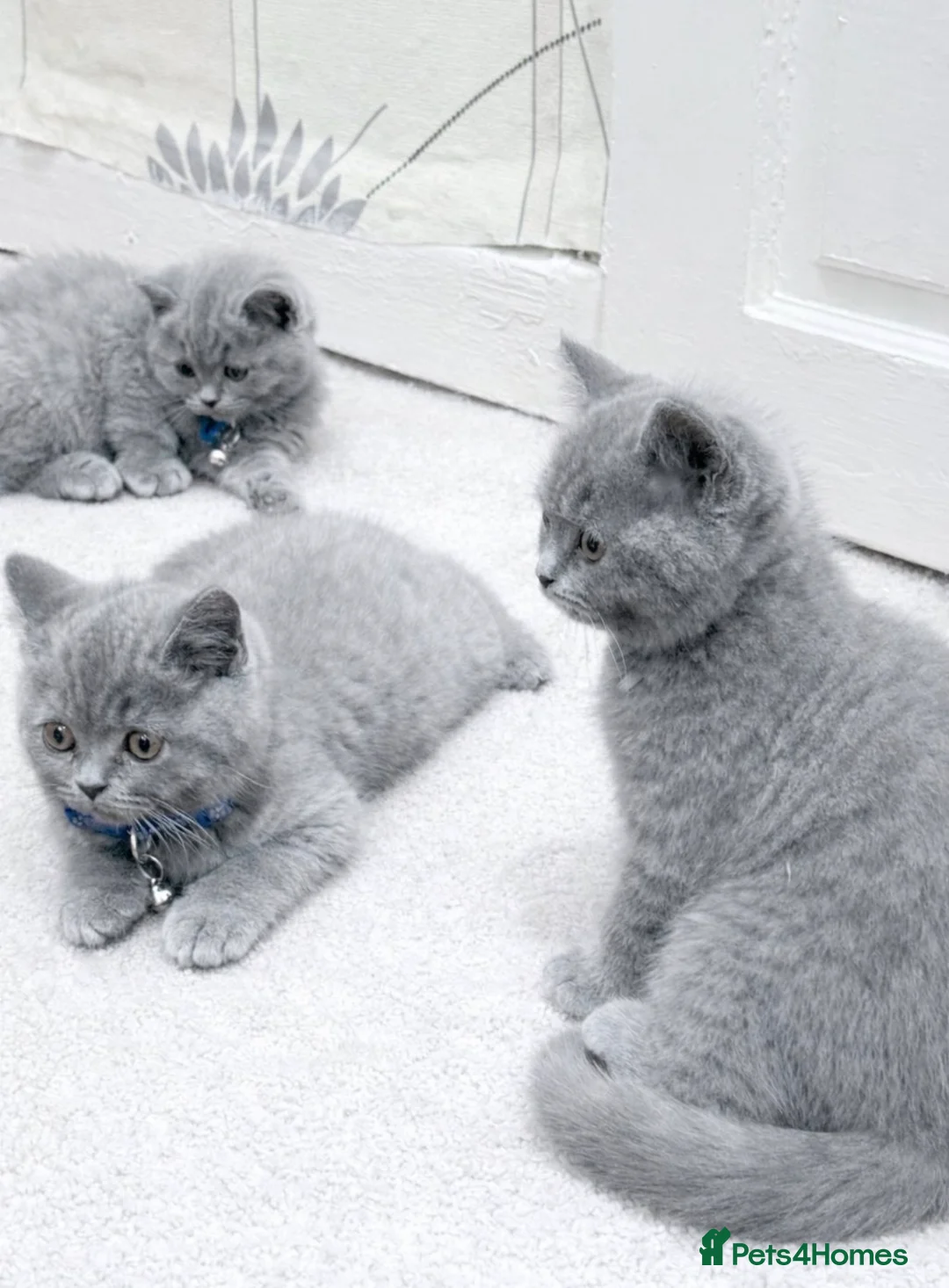 British Shorthair cats for sale: British shorthair babies looking for home in Blackburn - Advert 1