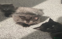 Mixed Breed cats for sale: 2 female kittens for sale! - Image 3