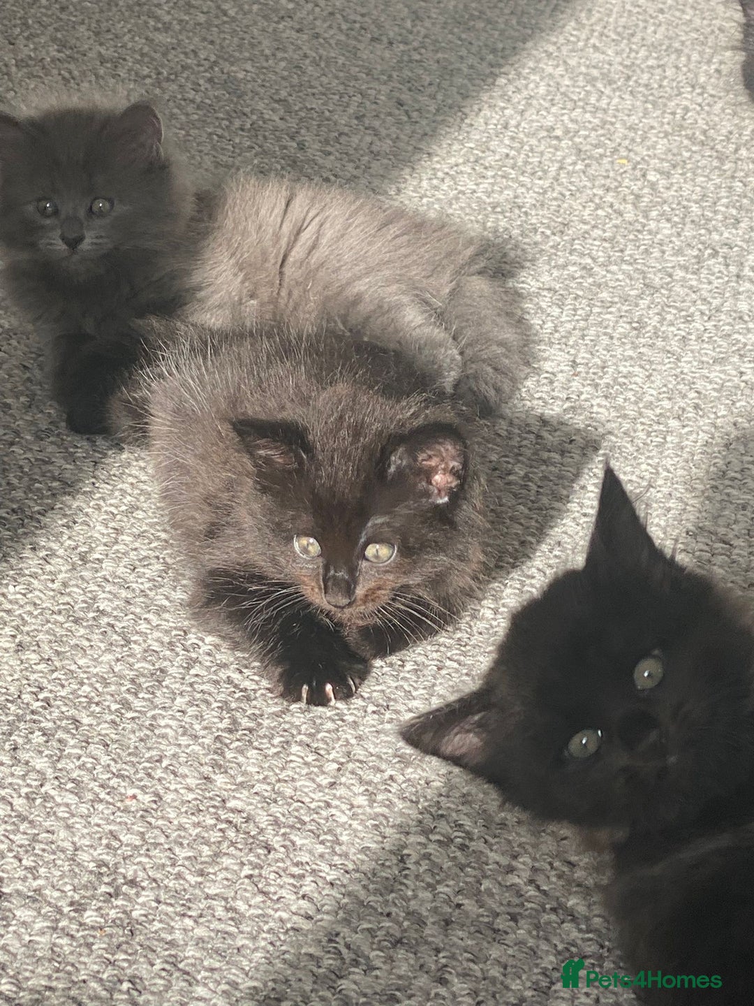 Mixed Breed cats for sale: 2 female kittens for sale! - Image 3