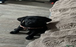 Goldador dogs for sale: male goldador puppy for sale  - Advert 7