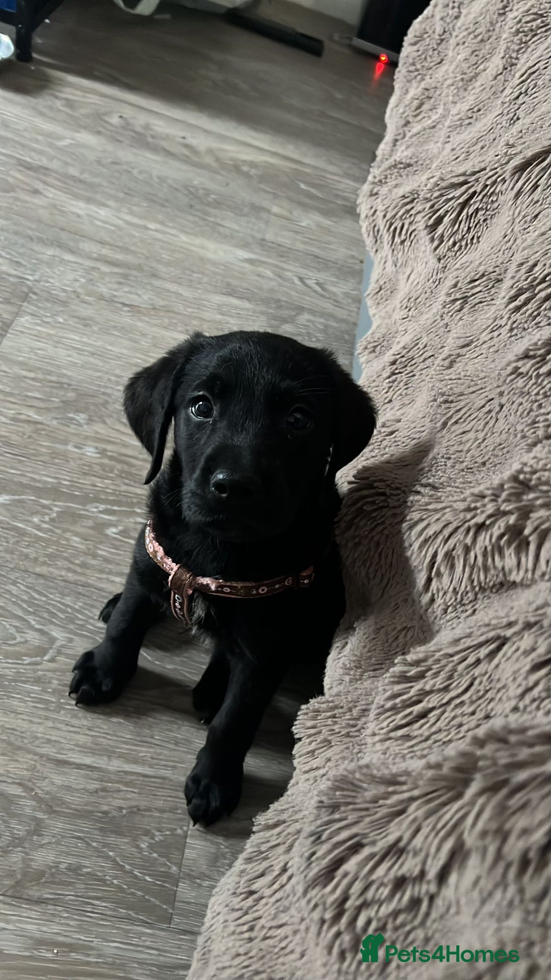 Goldador dogs for sale: male goldador puppy for sale  - Advert 7