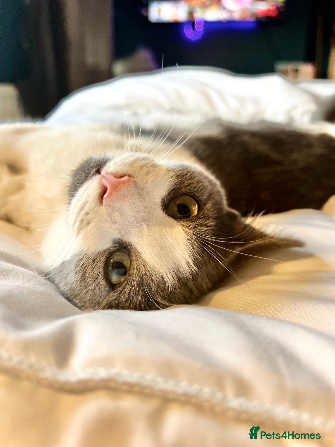 Mixed Breed cats for sale: Archie - Neutered Male House Cat  - Advert 1