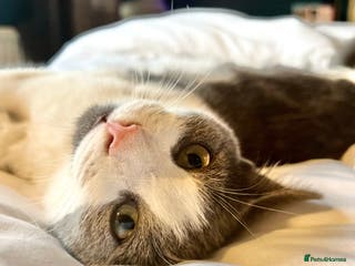 Mixed Breed cats Archie - Neutered Male House Cat - Advert 2