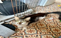 Mixed Breed cats for sale: 4 Mix Breed Kittens for sale - Image 3