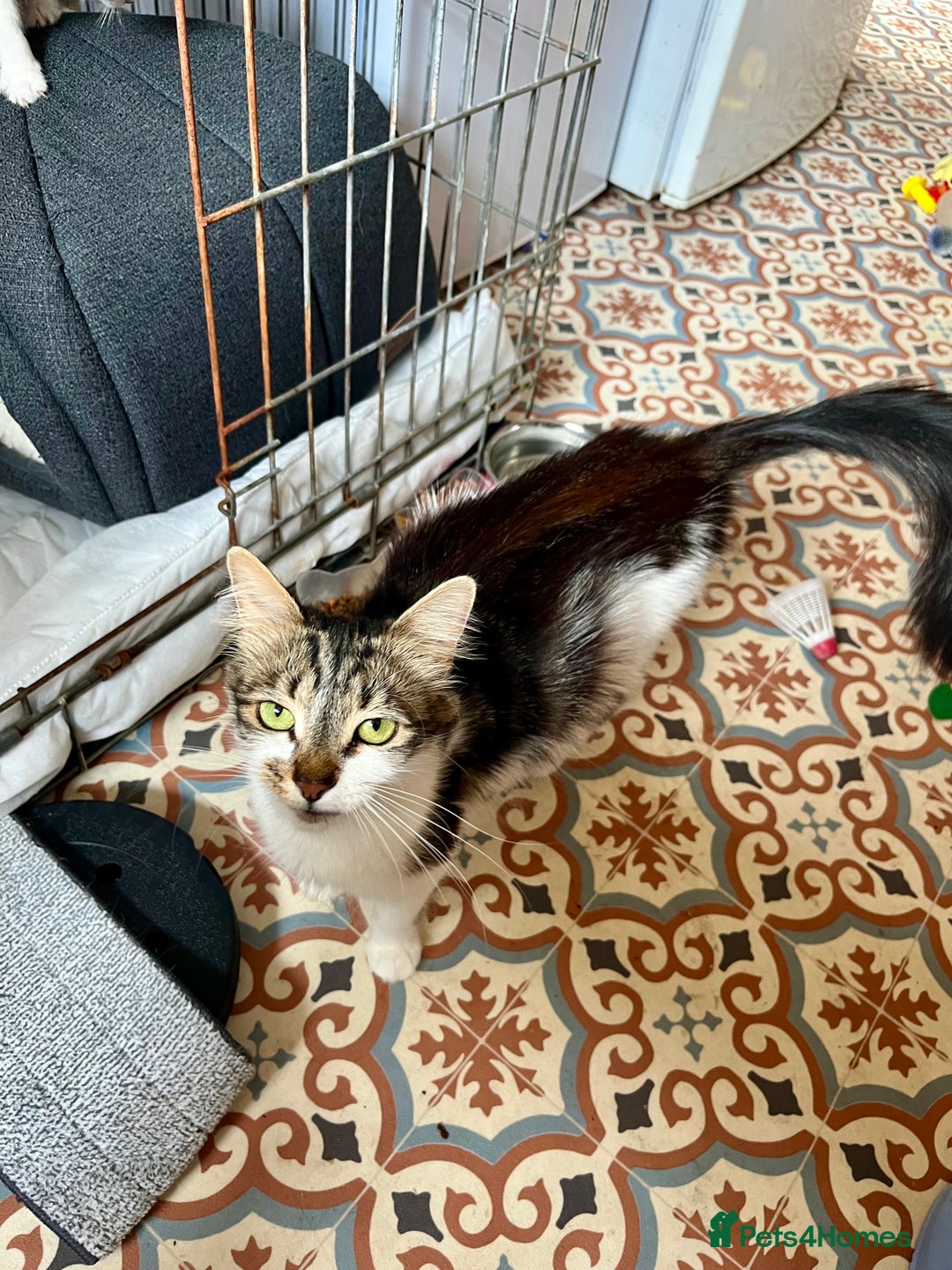 Mixed Breed cats for sale: 4 Mix Breed Kittens for sale - Image 3