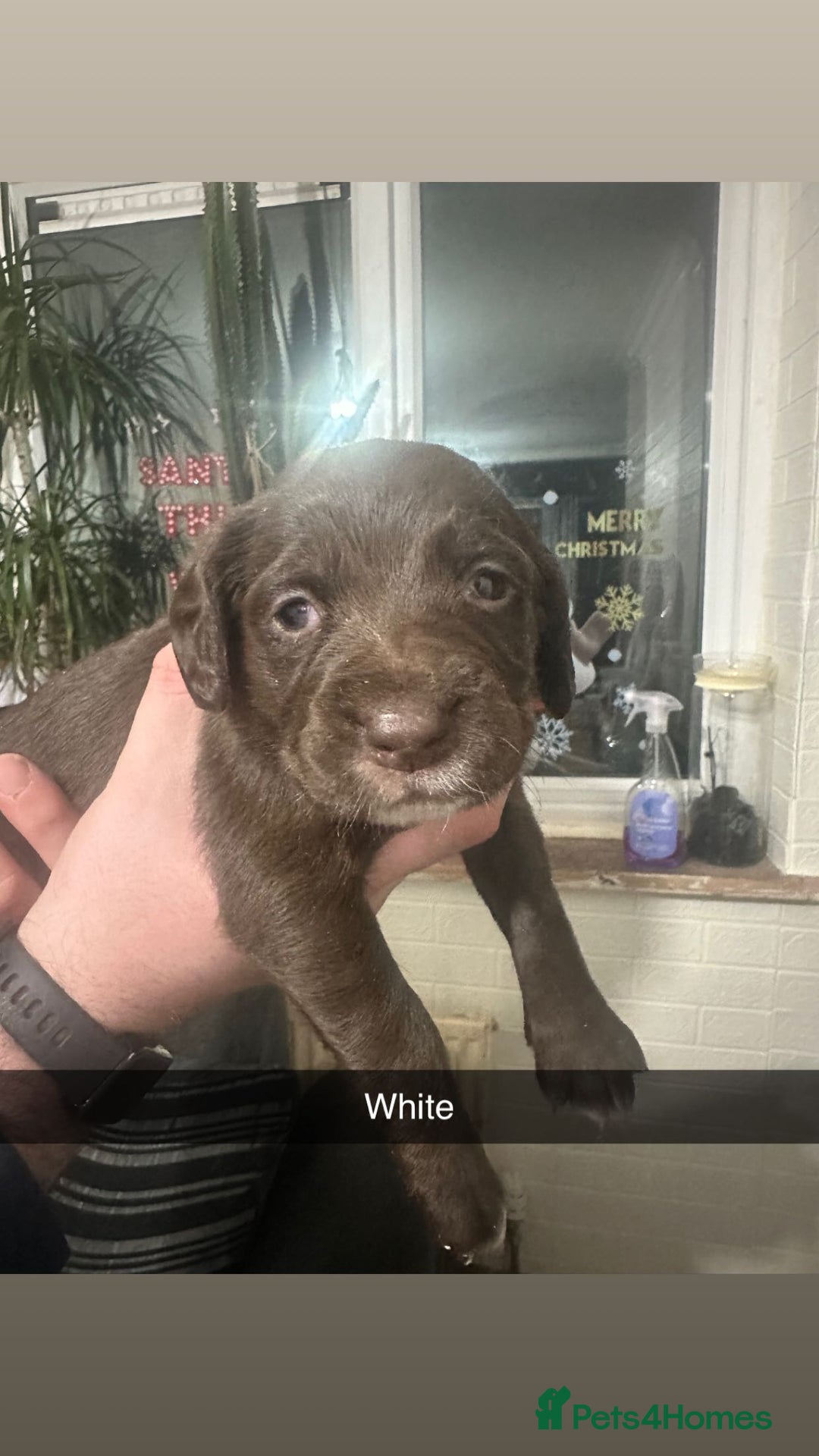 Cockerdor dogs for sale: Cockerdors - Advert 5