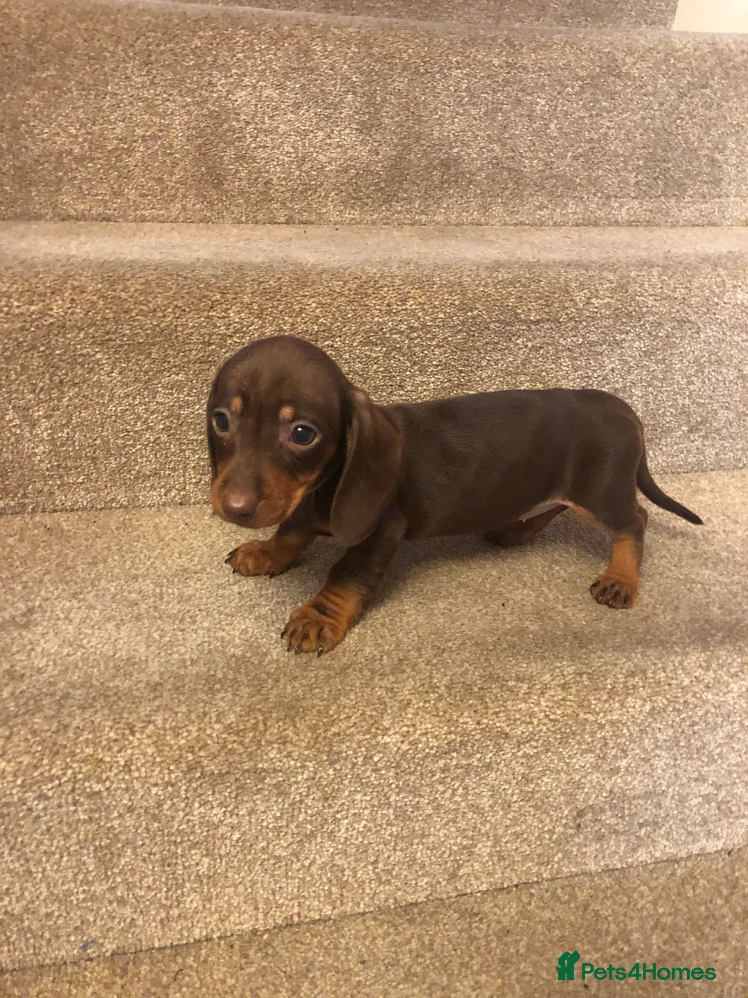 Miniature Dachshund dogs for sale: Miniature dachshund, last baby girl ready today. - Advert 2