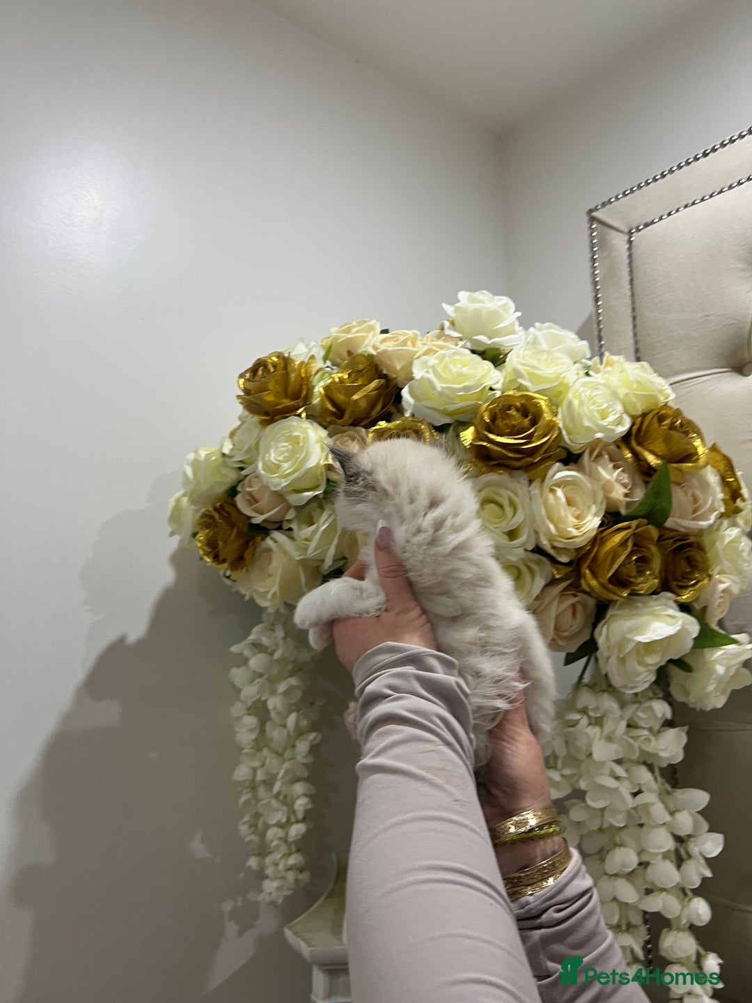 Ragdoll cats for sale: Gccf ragdoll kittens imperial grand champion lines - Advert 2