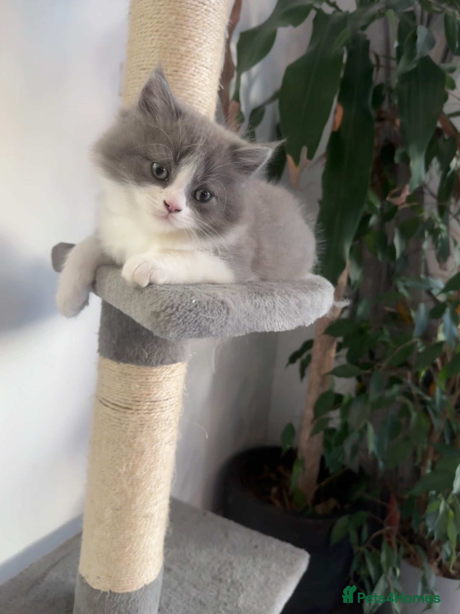 British Longhair cats ✨reduced ✨ chunky British longhair ready now - Advert 1