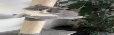 British Longhair Kitten 4