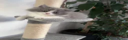 British Longhair cats for sale: ✨British longhair ready now ✨ - Advert 23