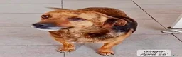 Mixed Breed dogs for adoption: Tiny Gordon 6-7 kg  AVAILABLE FOR ADOPTION  in Brixham - Advert 9