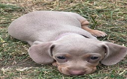 Miniature Dachshund dogs for sale: Miniature Dachshund Isabella Tan Short Soft Coat - Image 9