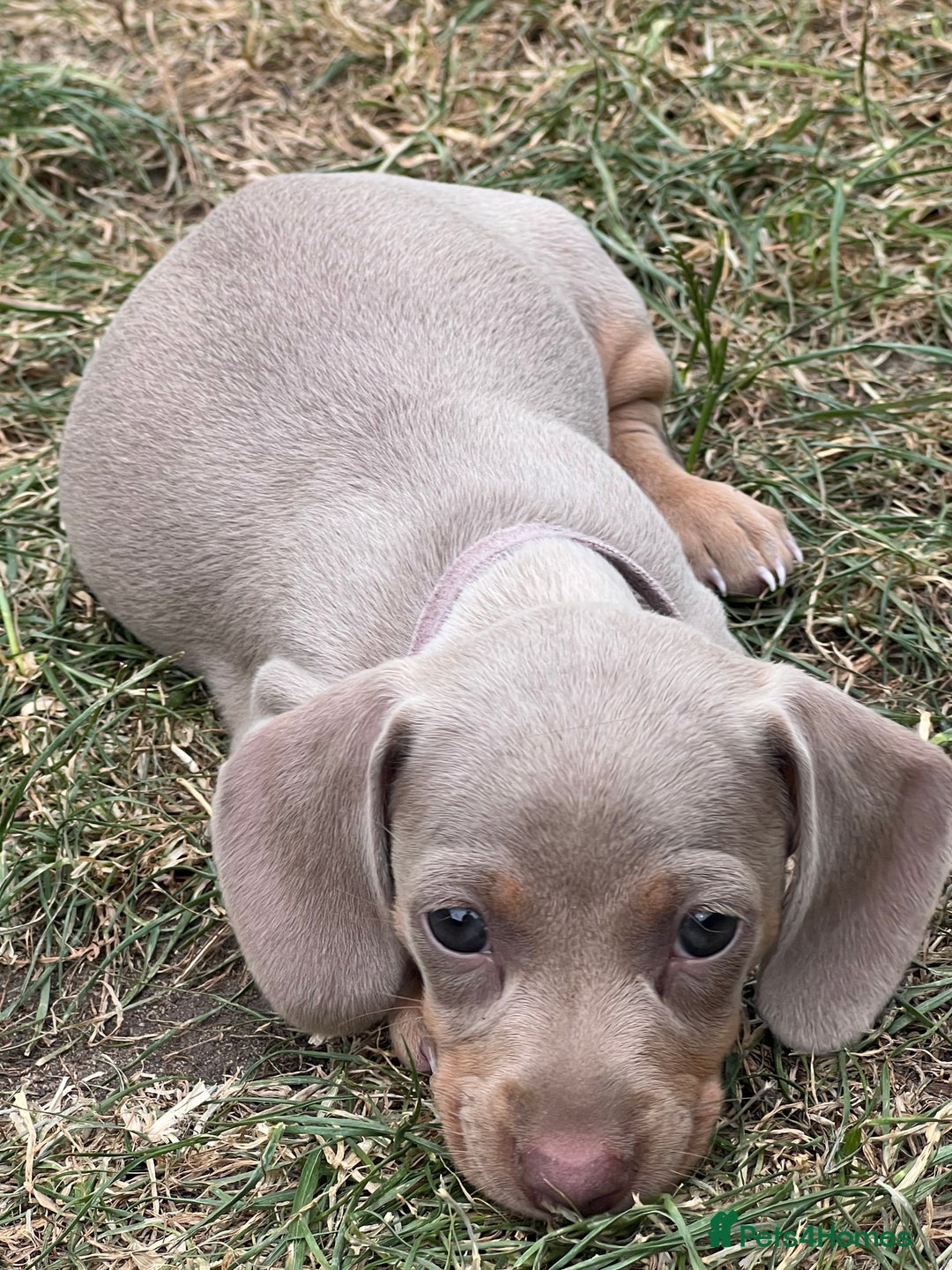 Miniature Dachshund dogs for sale: Miniature Dachshund Isabella Tan Short Soft Coat - Image 9