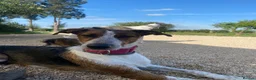 Mixed Breed dogs for adoption: 🐶Rex the perfect pack companion 😍  - Advert 4
