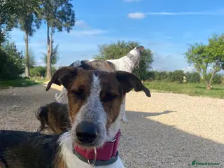 Mixed Breed dogs 🐶Rocky the perfect pack companion 😍 - Advert 1
